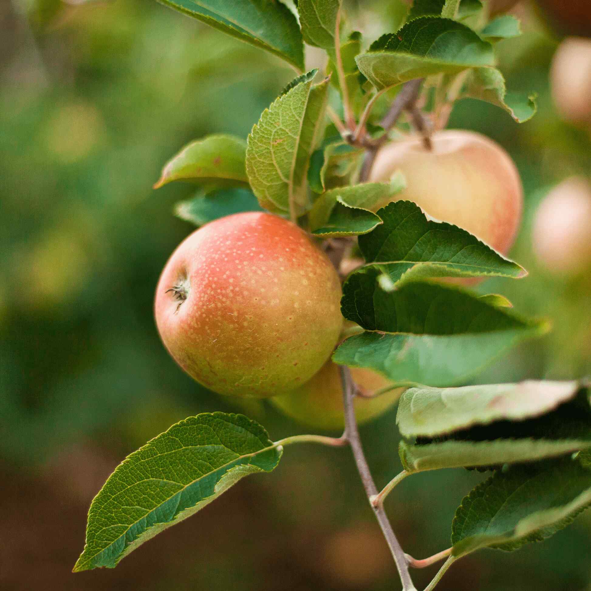 Honeycrisp™ Apple Tree - Image 3