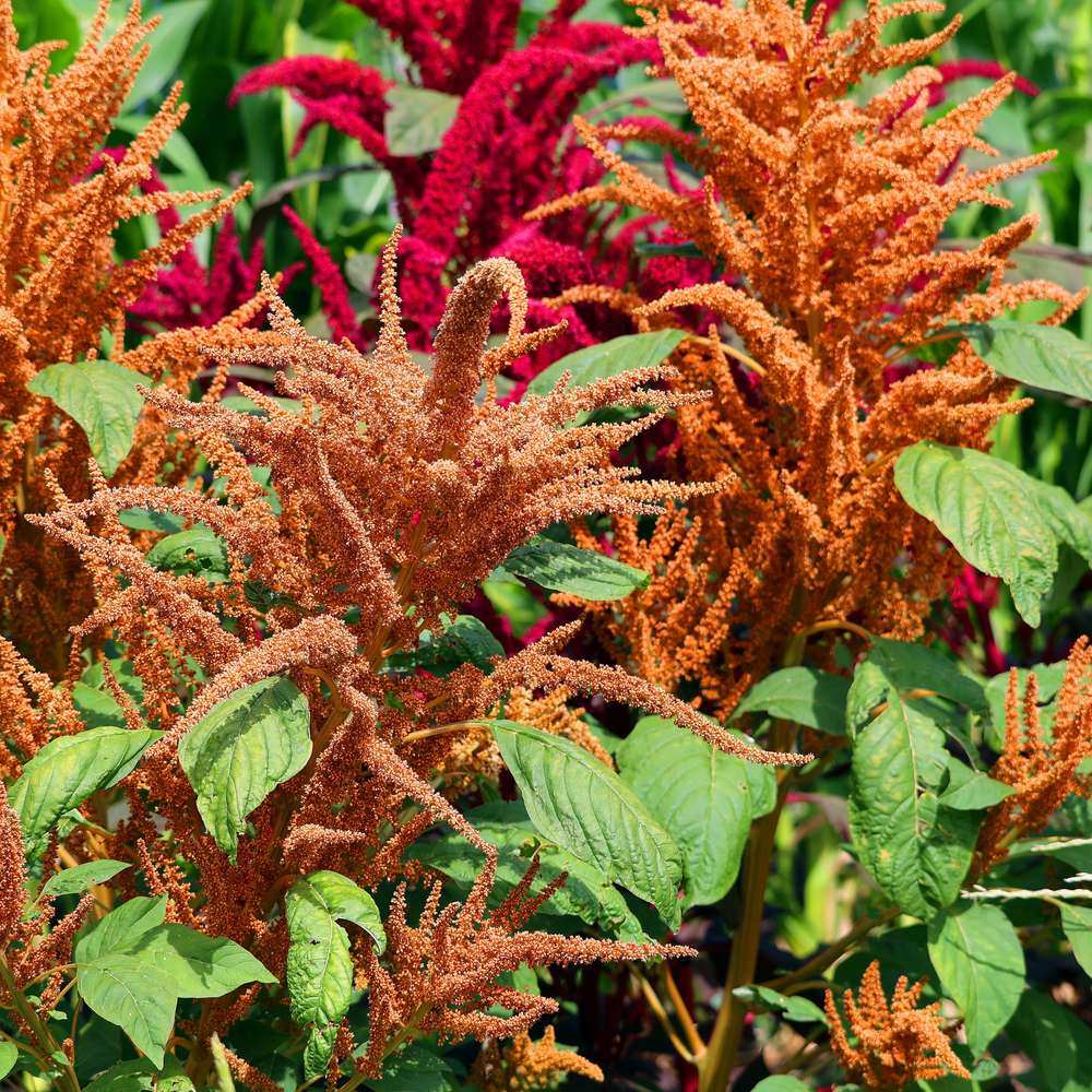 Hot Biscuits Amaranth Seeds - Image 4