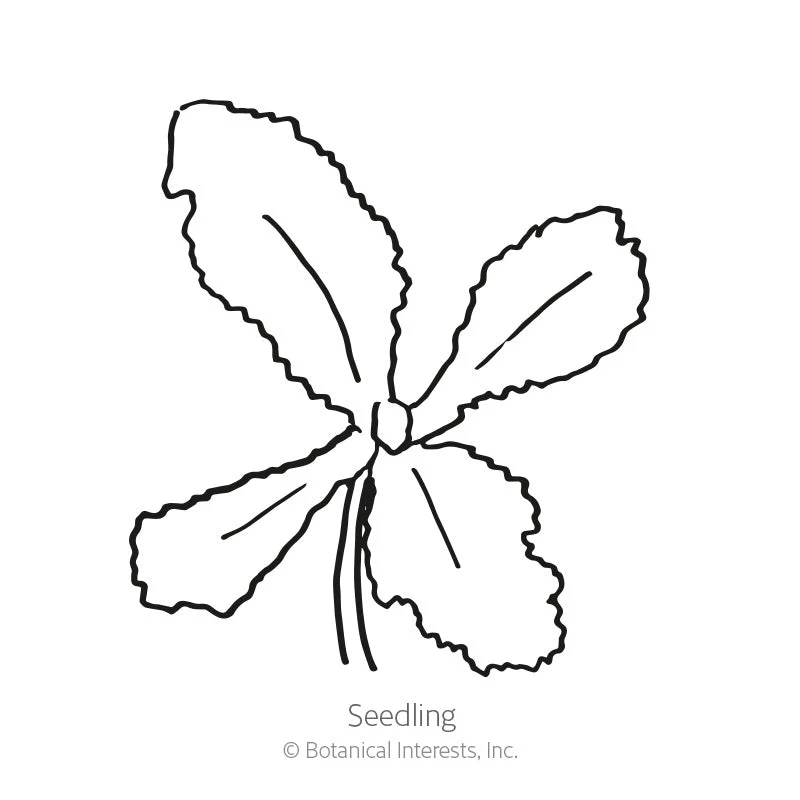 Hungarian Blue Bread Seed Poppy Seeds - Image 2