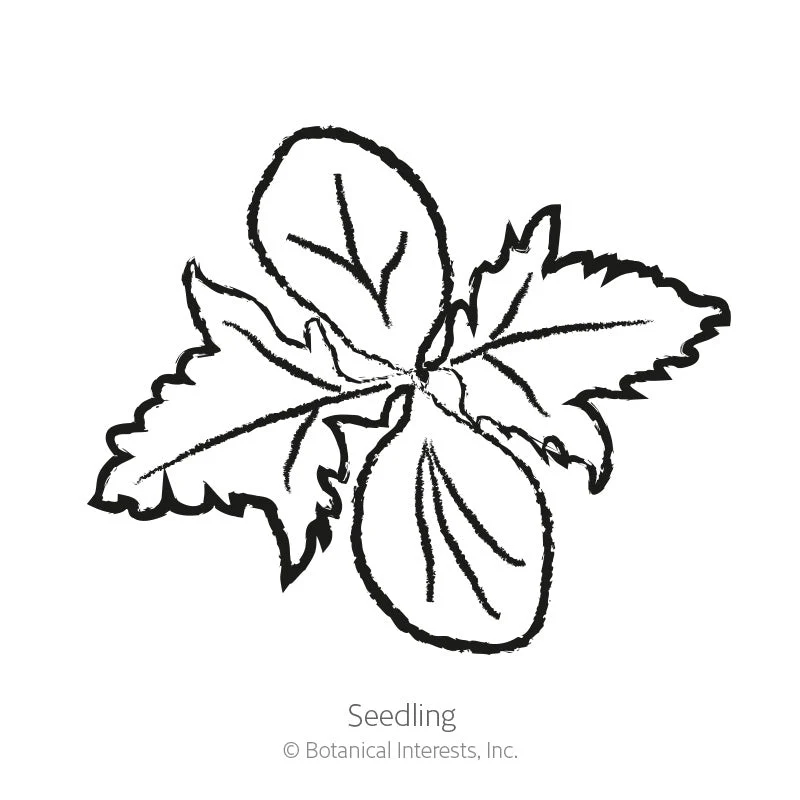 Impala Castor Bean Seeds - Image 2