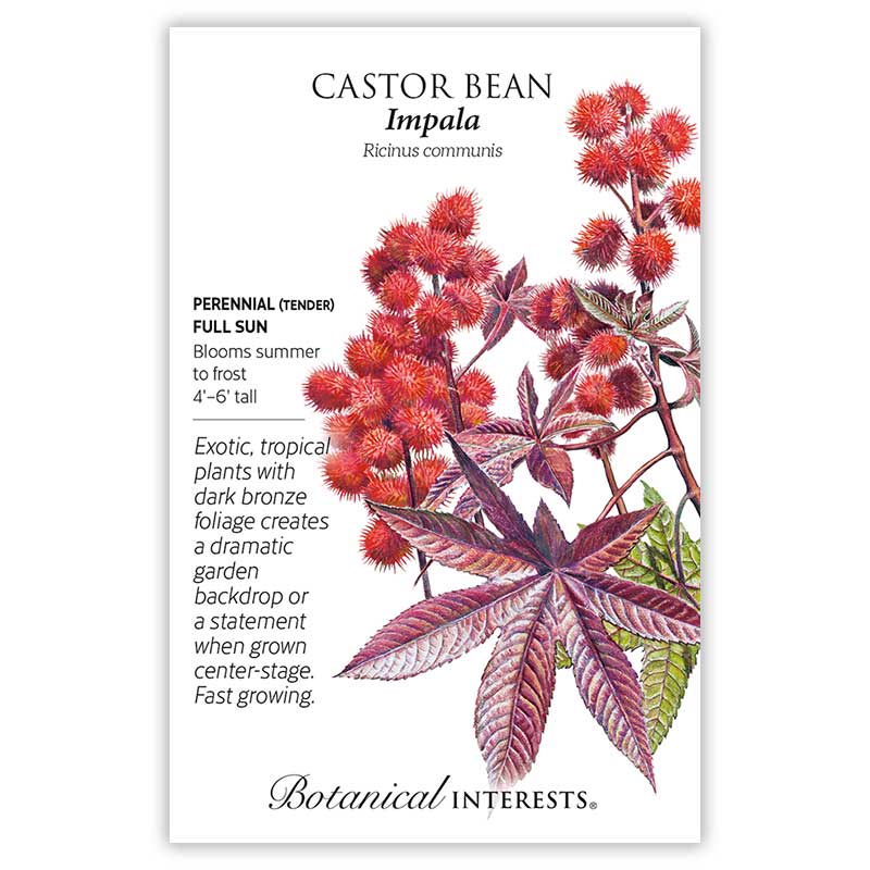 Impala Castor Bean Seeds - Image 3