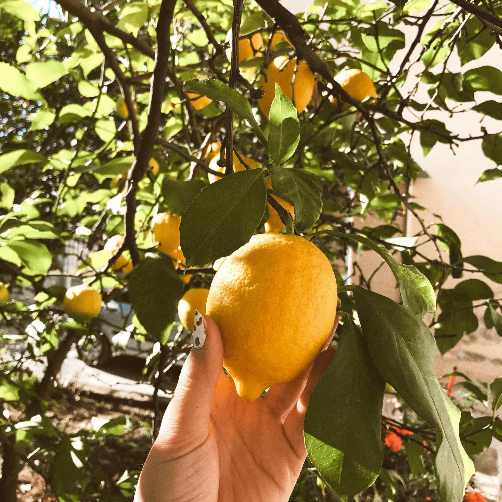 Improved Meyer Lemon Tree - Image 2