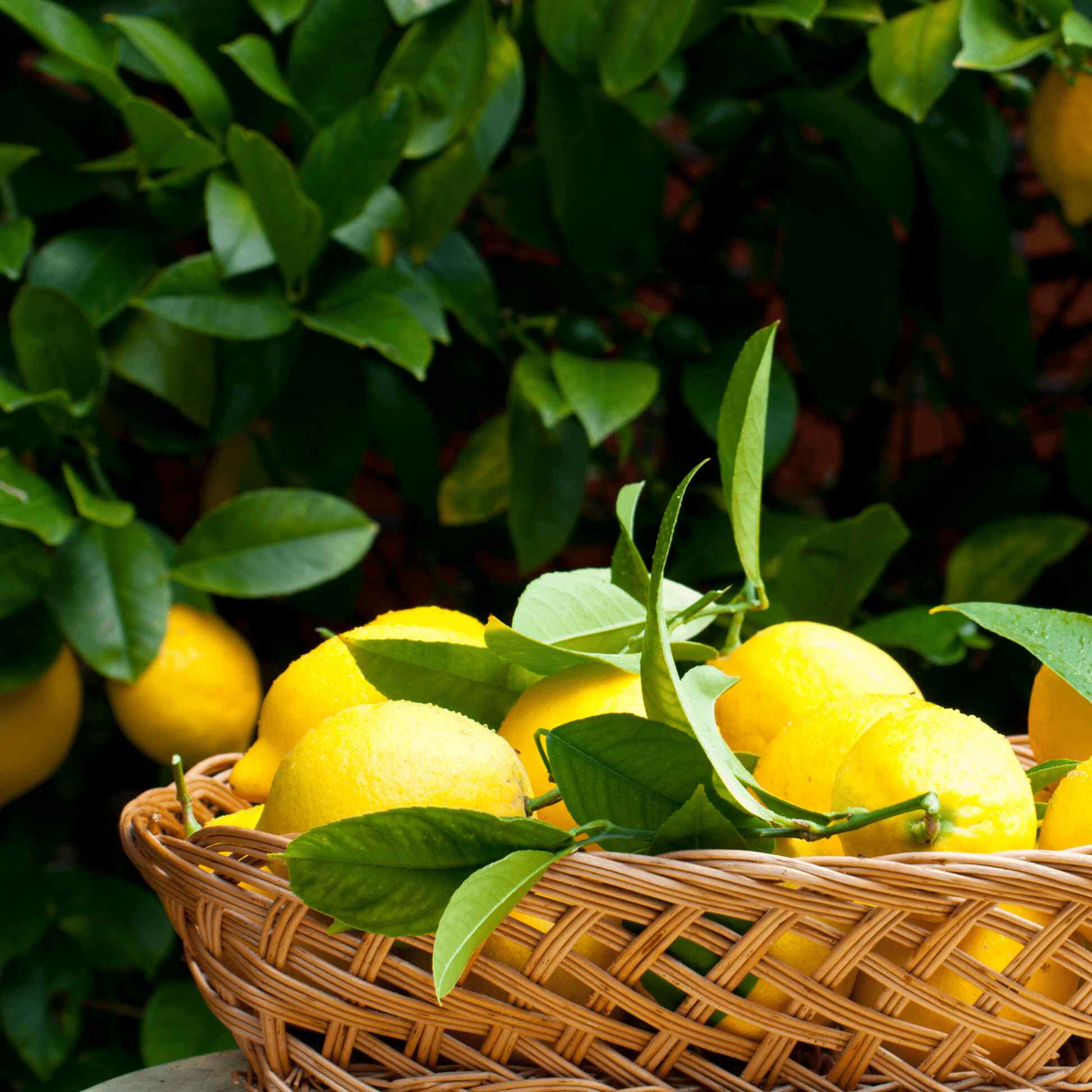 Improved Meyer Lemon Tree - Image 3