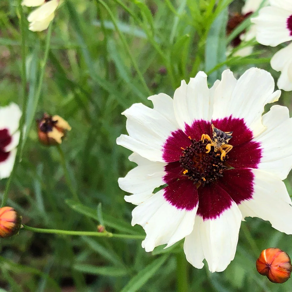 Incredible! Swirl Coreopsis Seeds - Image 4