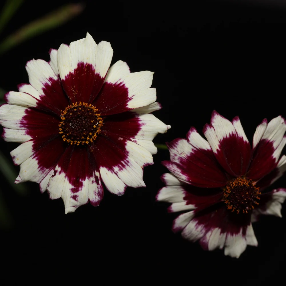 Incredible! Swirl Coreopsis Seeds - Image 5