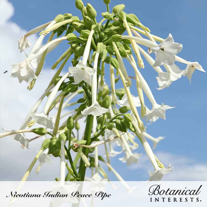 Indian Peace Pipe Nicotiana Seeds - Image 4