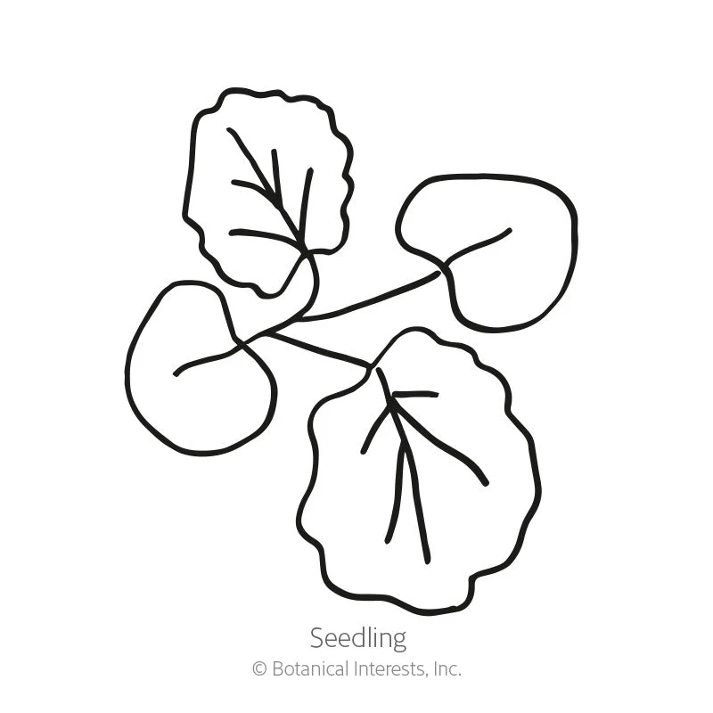 Indian Spring Hollyhock Seeds - Image 2