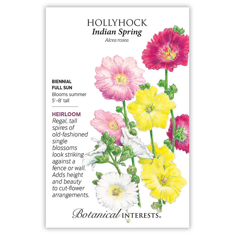 Indian Spring Hollyhock Seeds - Image 3