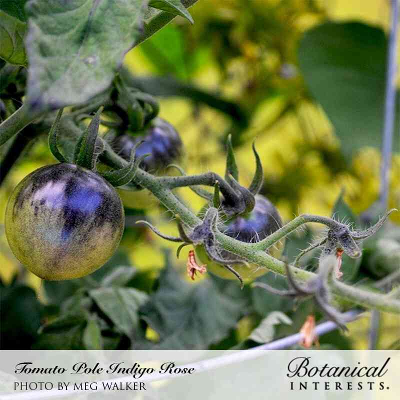 Indigo Rose Pole Cherry Tomato Seeds - Image 4