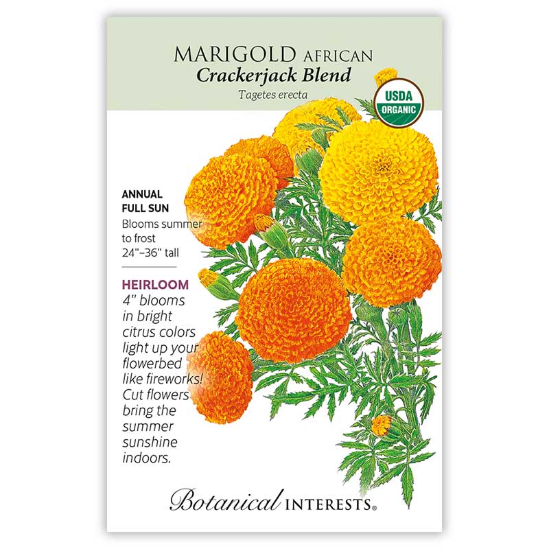 Crackerjack African Marigold Seeds - Image 3