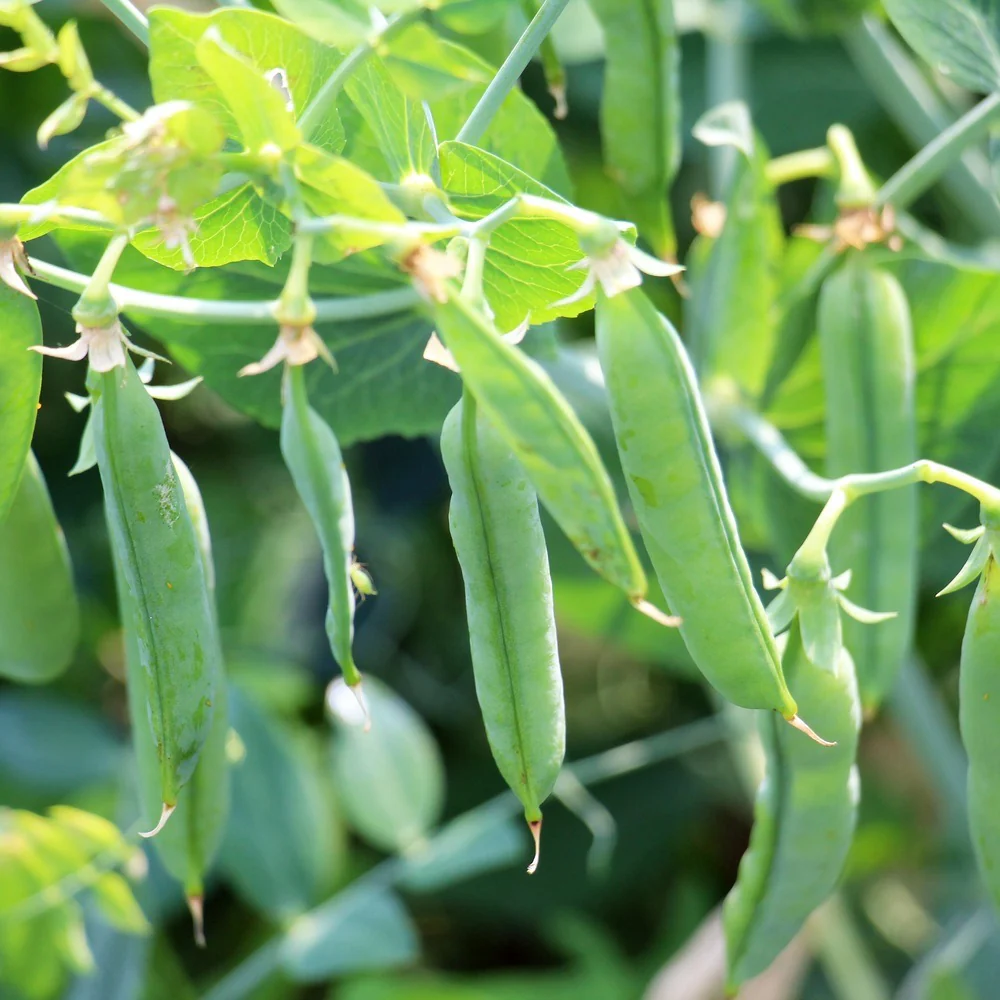 Iona Shelling Petite Pea Seeds - Image 4
