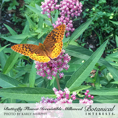 Irresistible Blend Milkweed/Butterfly Flower Seeds - Image 4