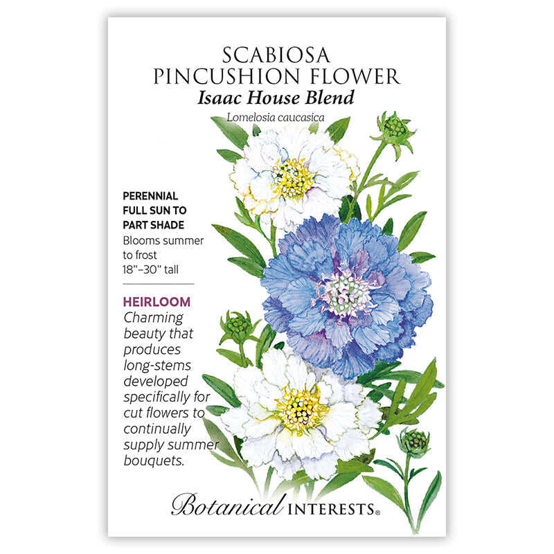 Isaac House Blend Scabiosa Pincushion Flower Seeds - Image 3