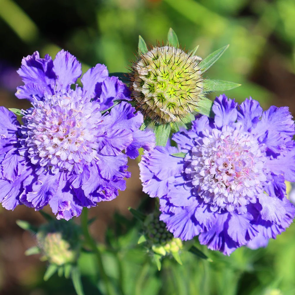Isaac House Blend Scabiosa Pincushion Flower Seeds - Image 4