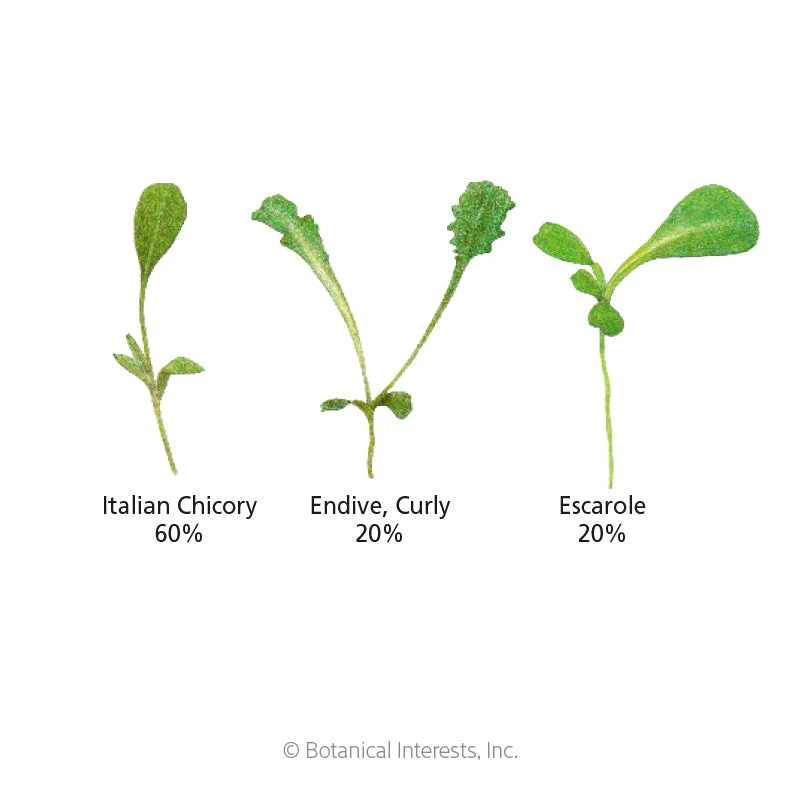 Italian Amaro Blend Microgreens Seeds - Image 2
