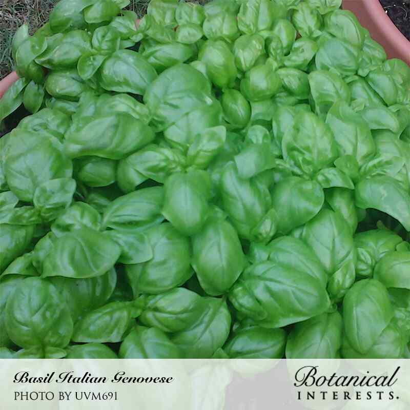 Italian Genovese Basil Seeds - Image 4