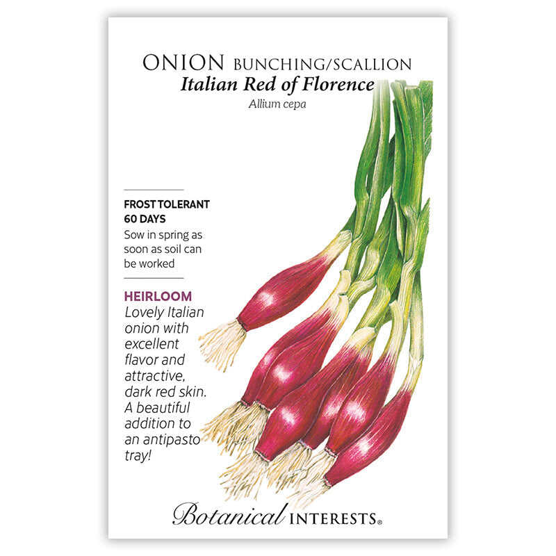 Italian Red of Florence Bunching/Scallion Onion Seeds - Image 3