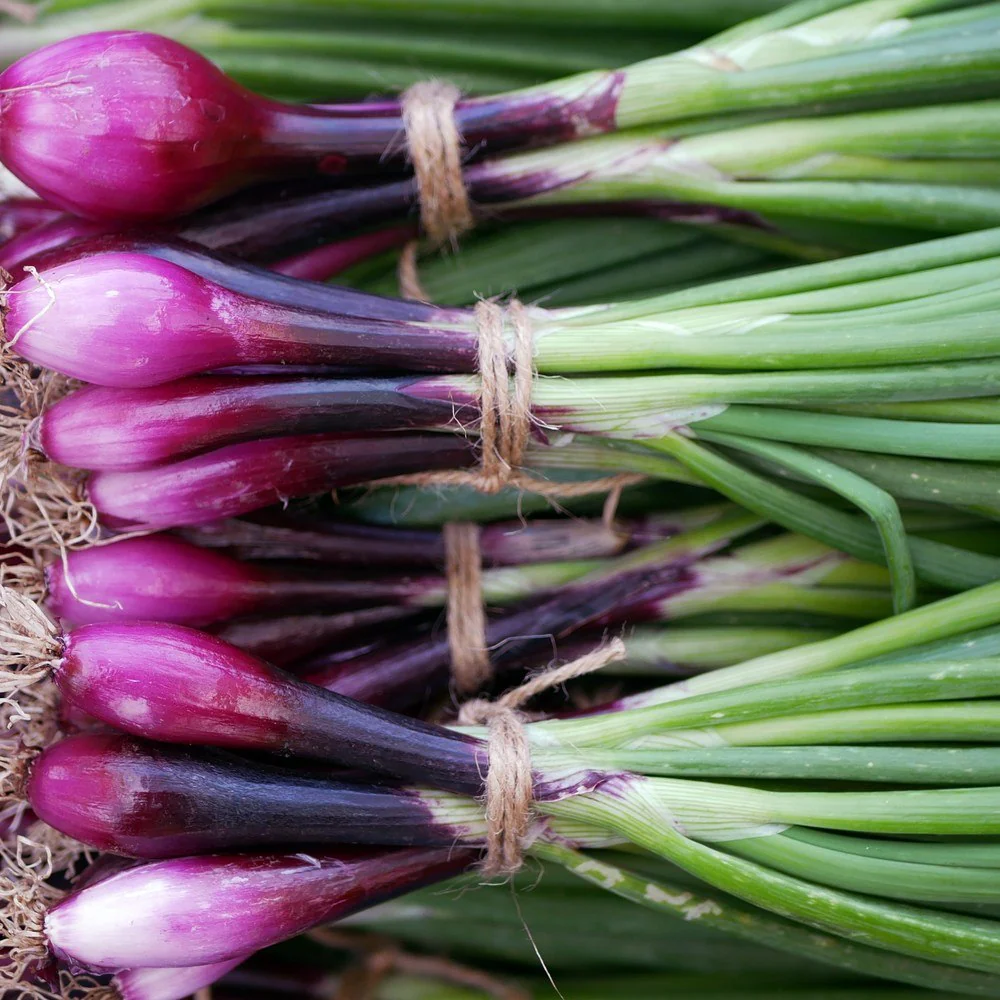 Italian Red of Florence Bunching/Scallion Onion Seeds - Image 4