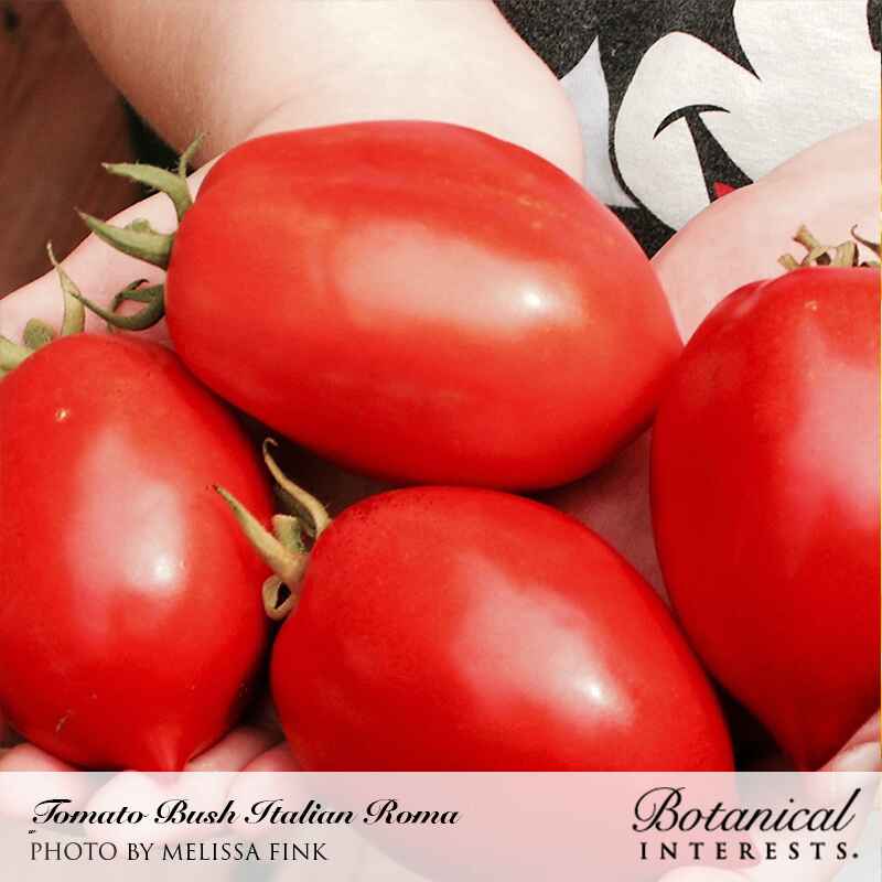 Italian Roma Bush Tomato Seeds - Image 4