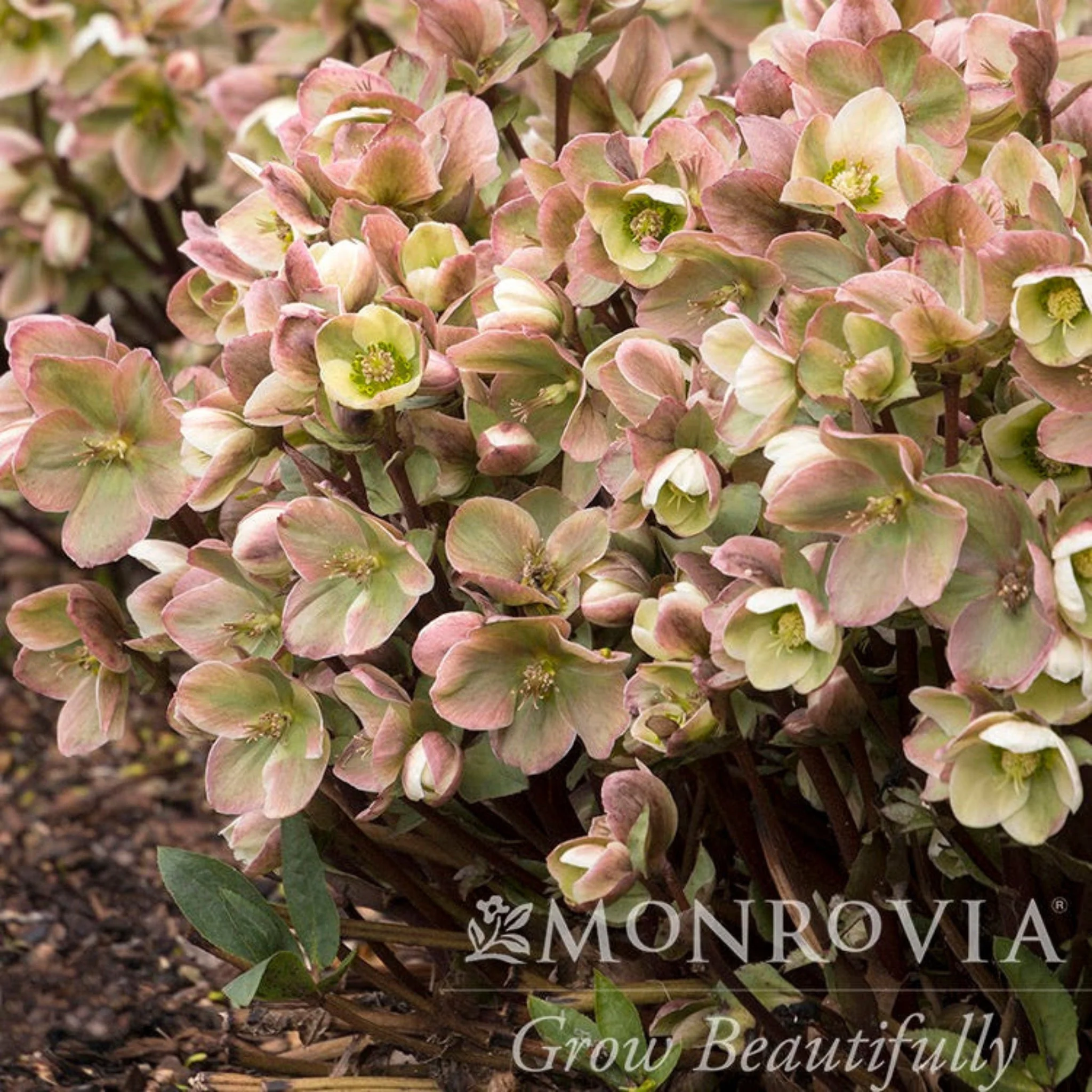 Ivory Prince Hellebore - Image 3