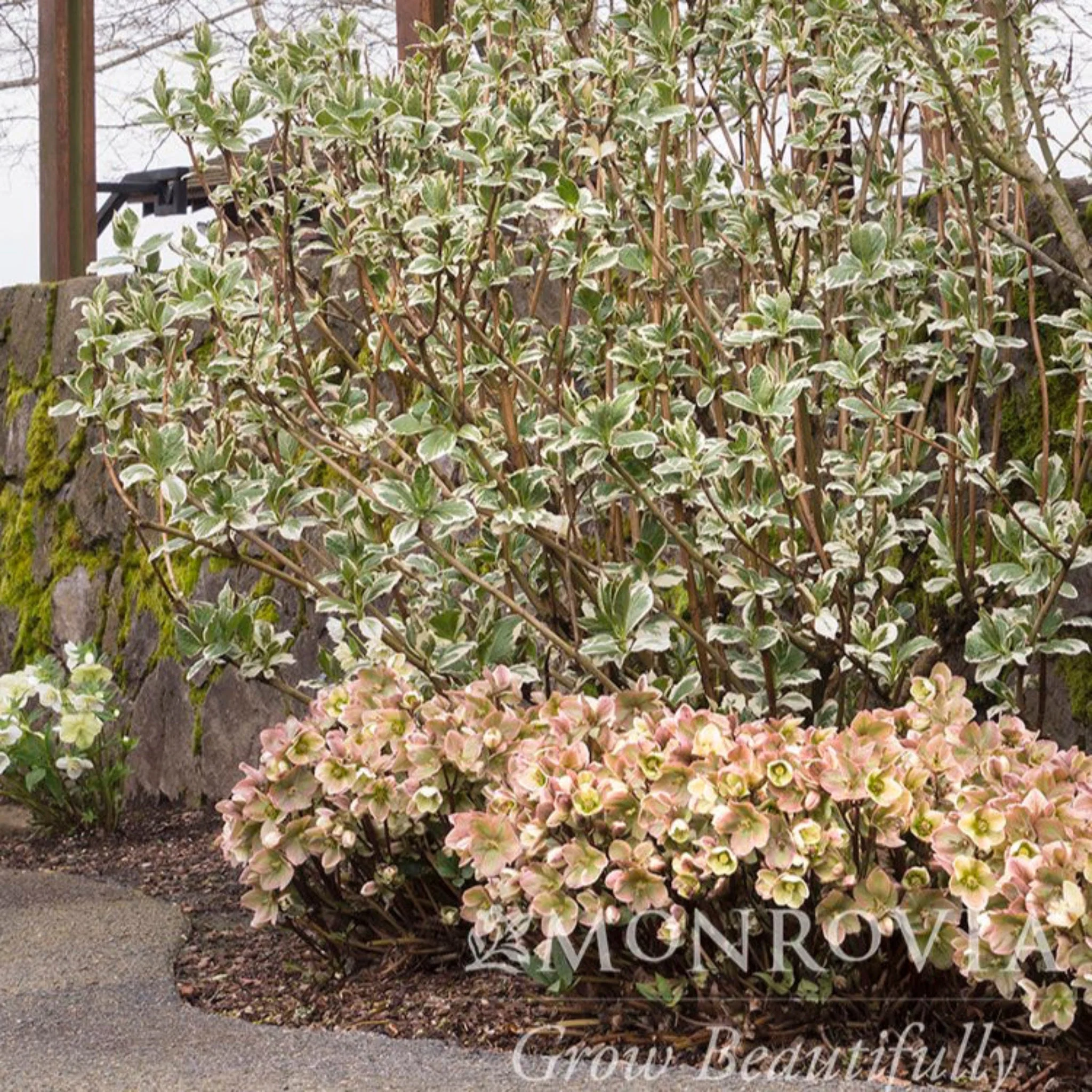 Ivory Prince Hellebore - Image 4