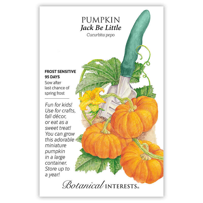Jack Be Little Pumpkin Seeds - Image 3