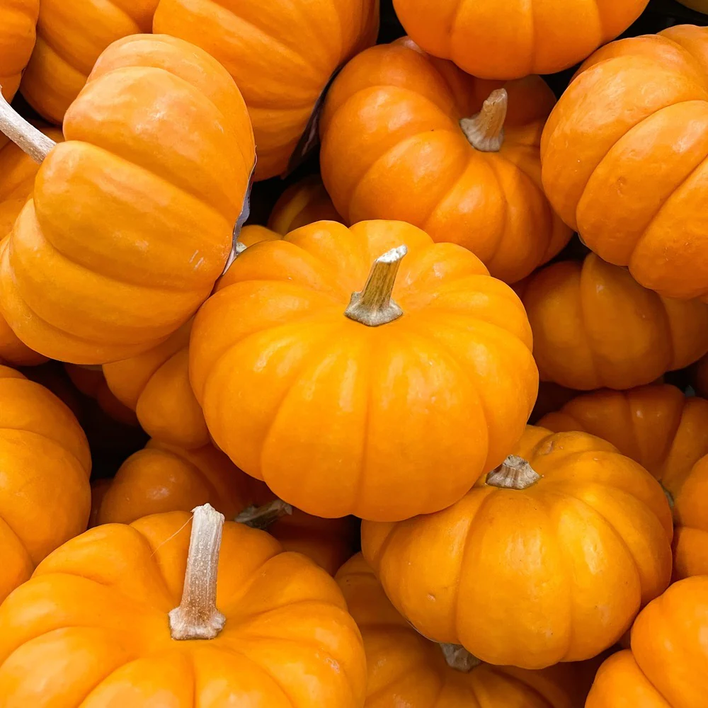 Jack Be Little Pumpkin Seeds - Image 4