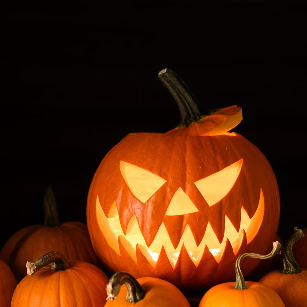 Jack O'Lantern Pumpkin Seeds - Image 4