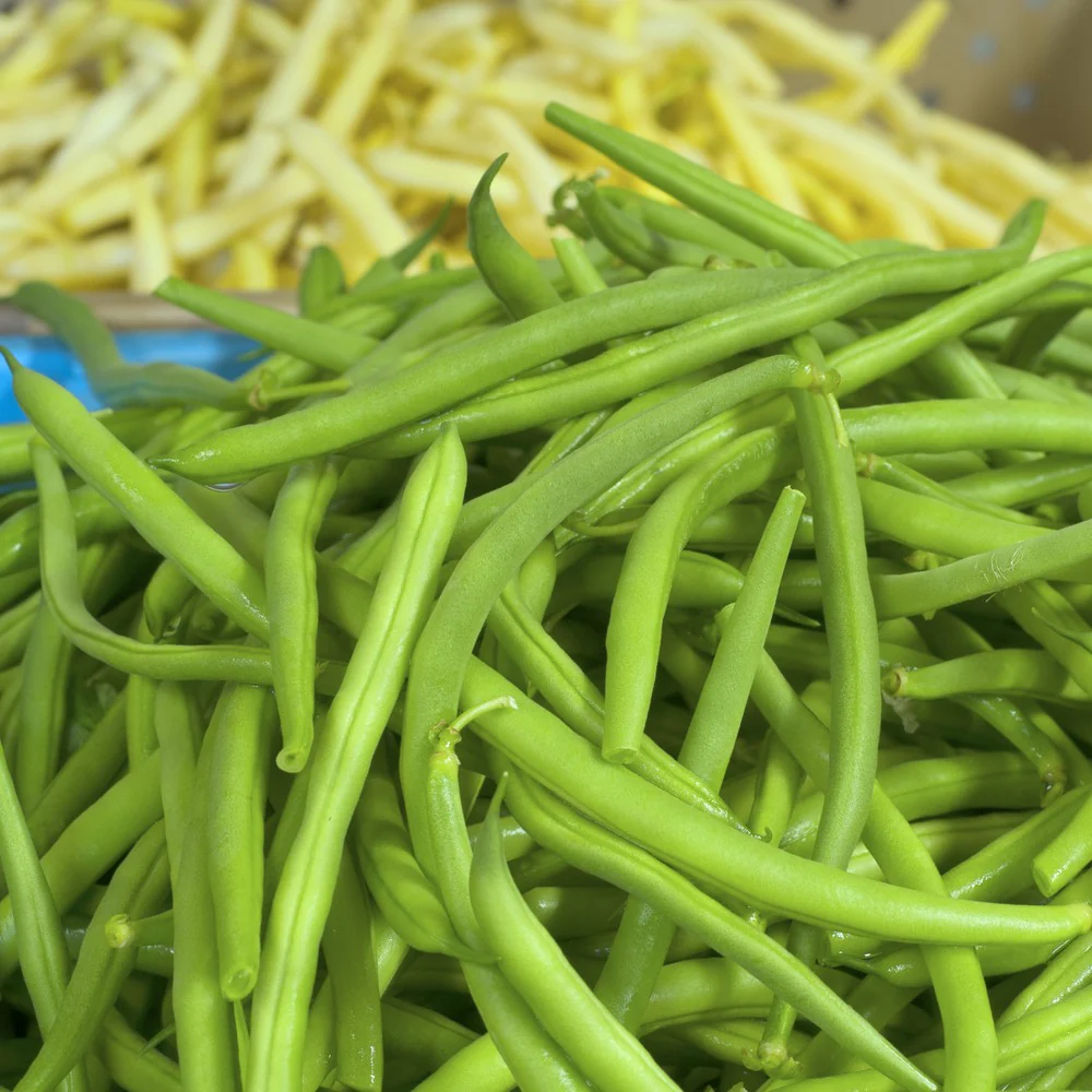 Jade Bush Bean Seeds - Image 5