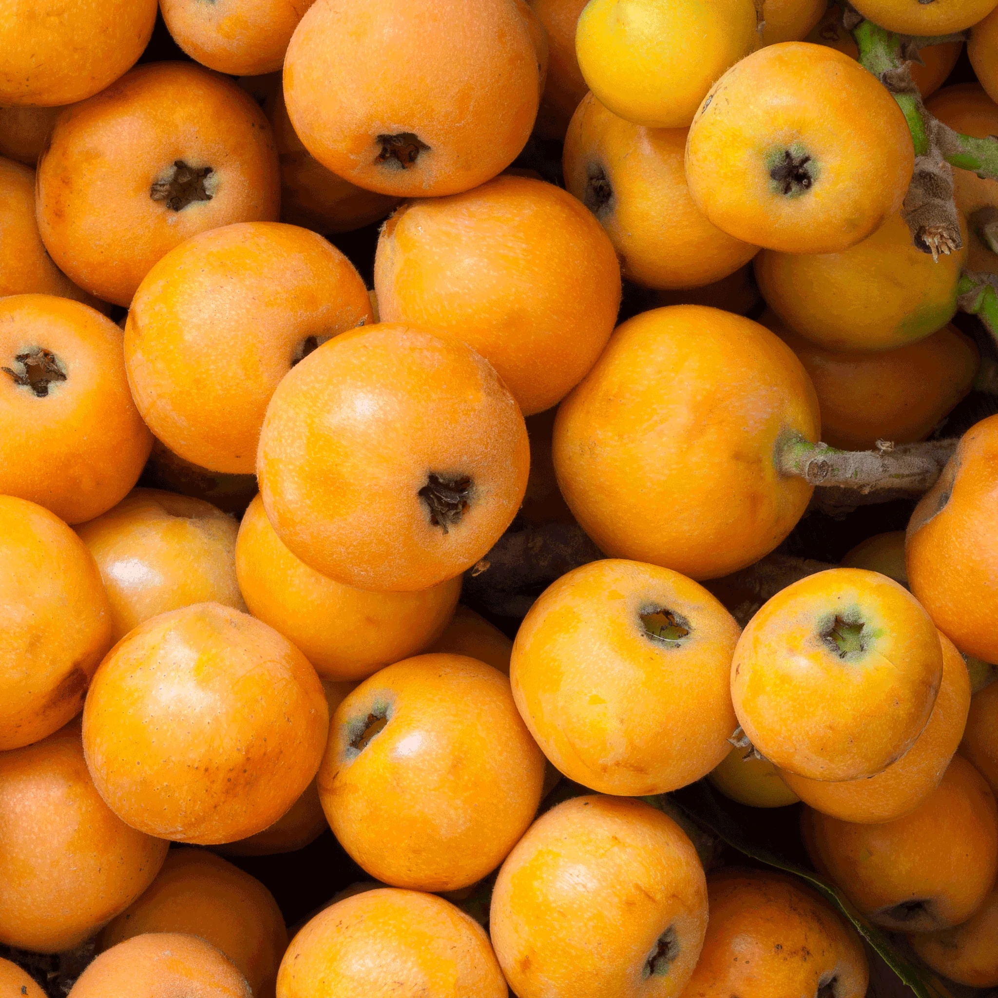 Japanese Loquat - Image 3