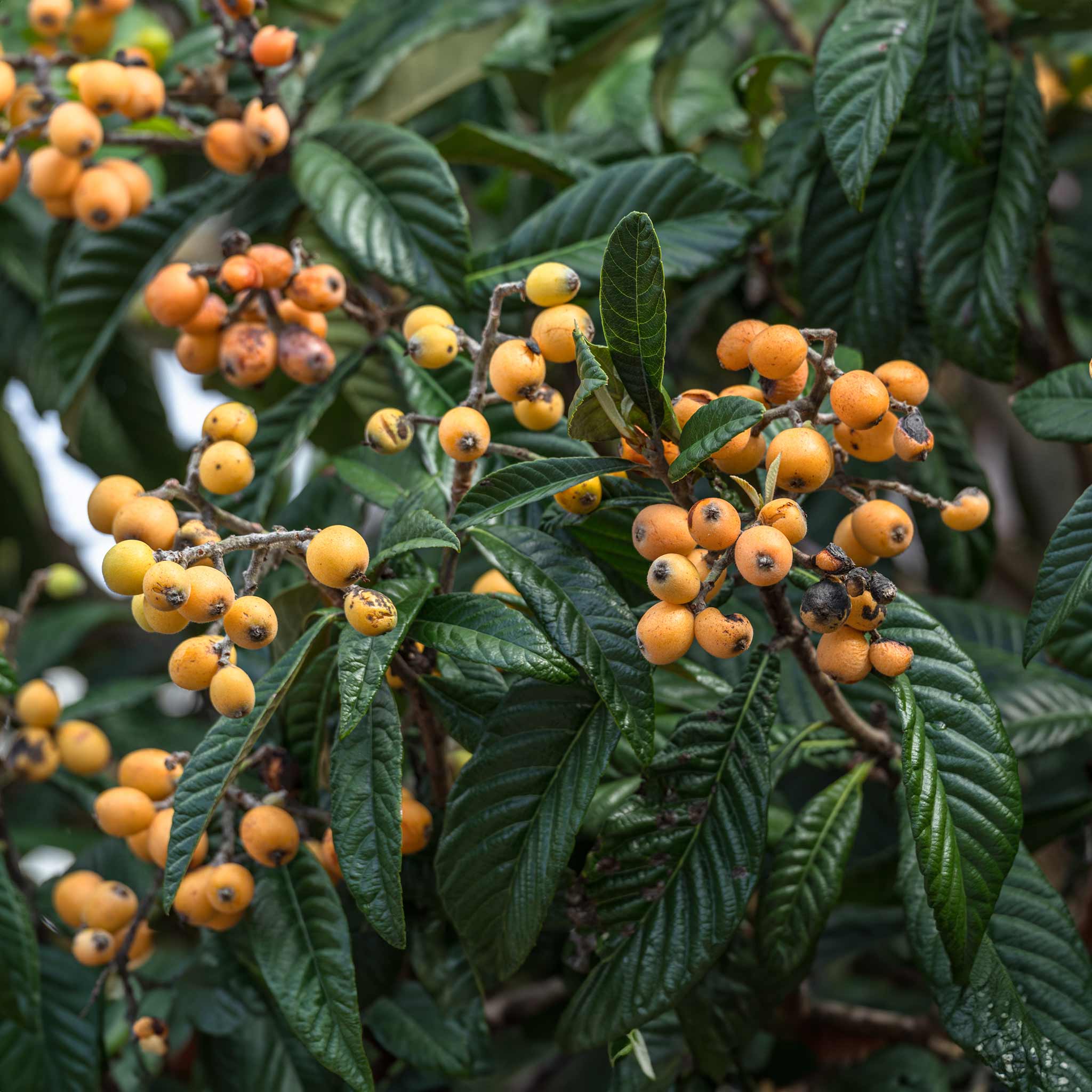 Japanese Loquat - Image 4