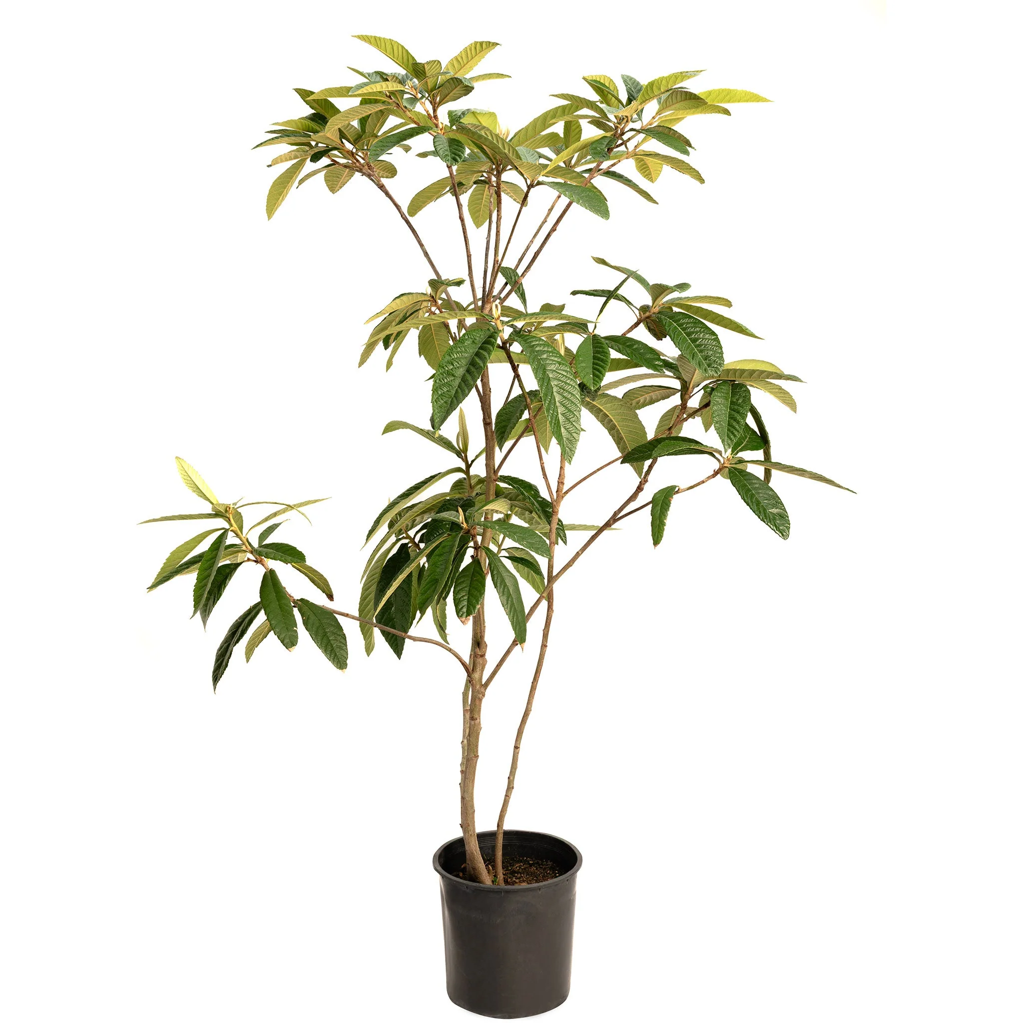 Japanese Loquat - Image 5
