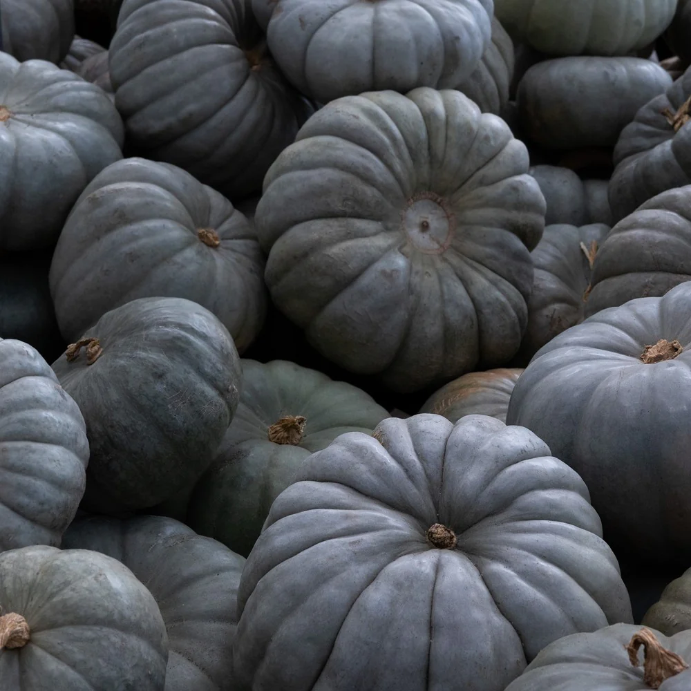 Jarrahdale Pumpkin Seeds - Image 4