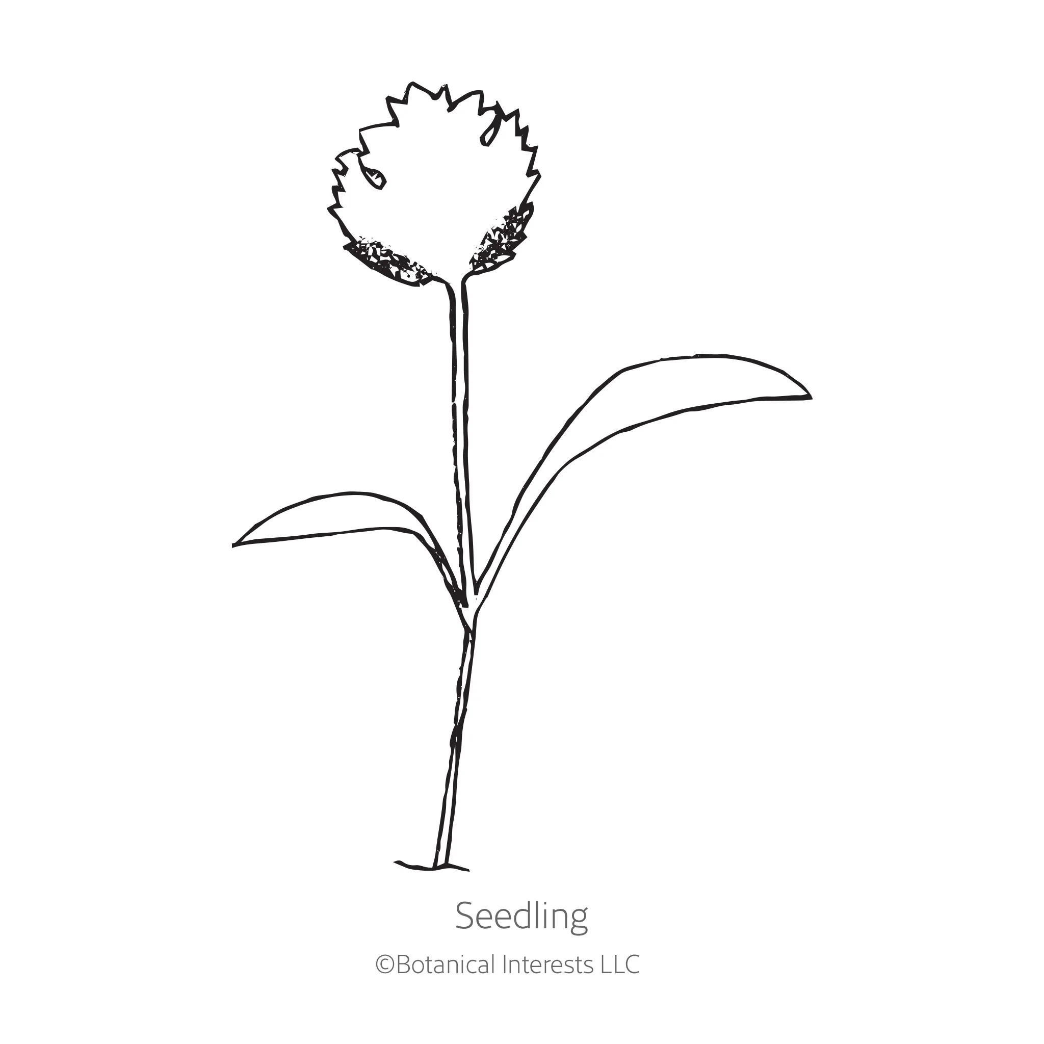 Javelin Parsnip Seeds - Image 2