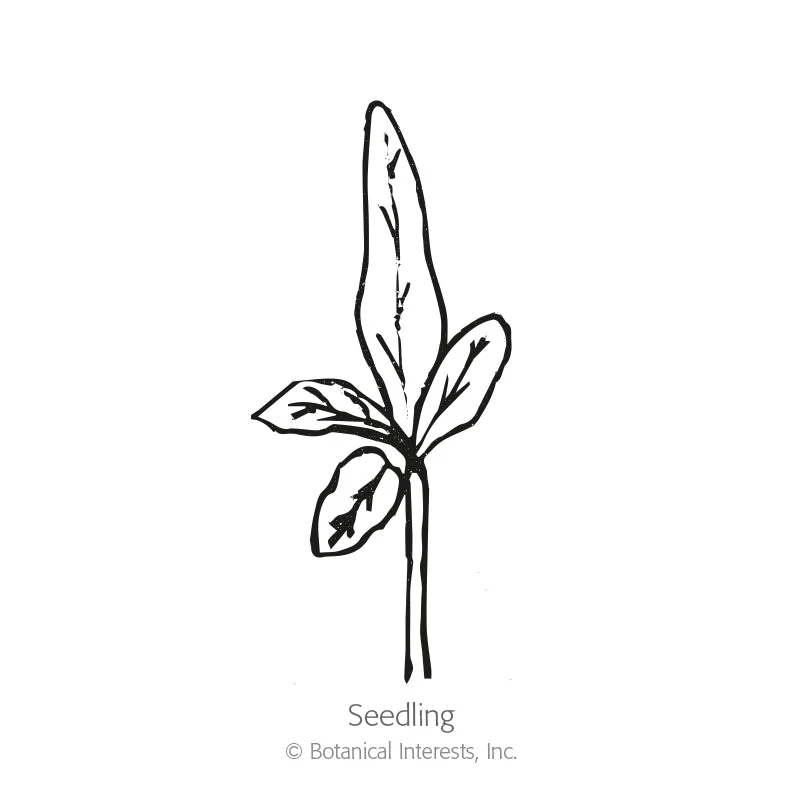 Jewel Amethyst Eggplant Seeds - Image 2