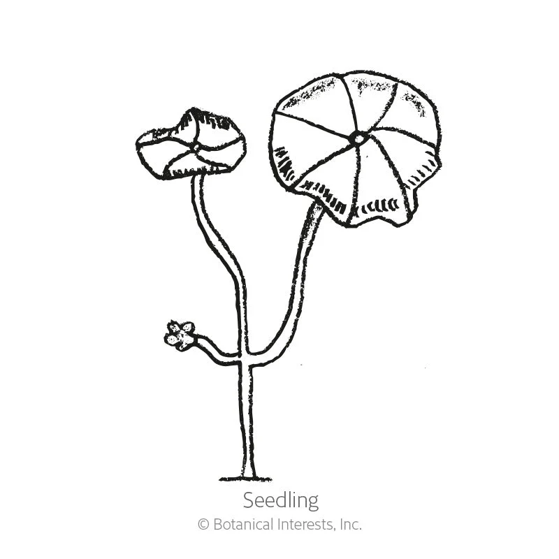 Jewel Blend Nasturtium Seeds - Image 2