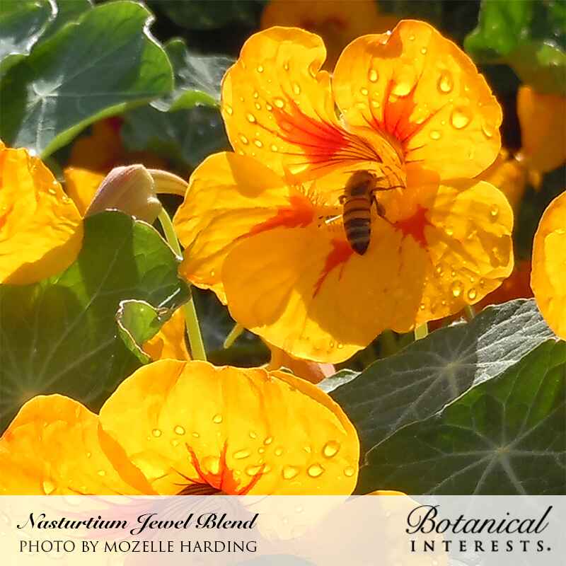 Jewel Blend Nasturtium Seeds - Image 4