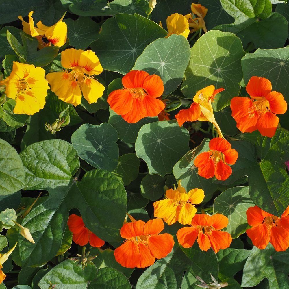 Jewel Blend Nasturtium Seeds - Image 5