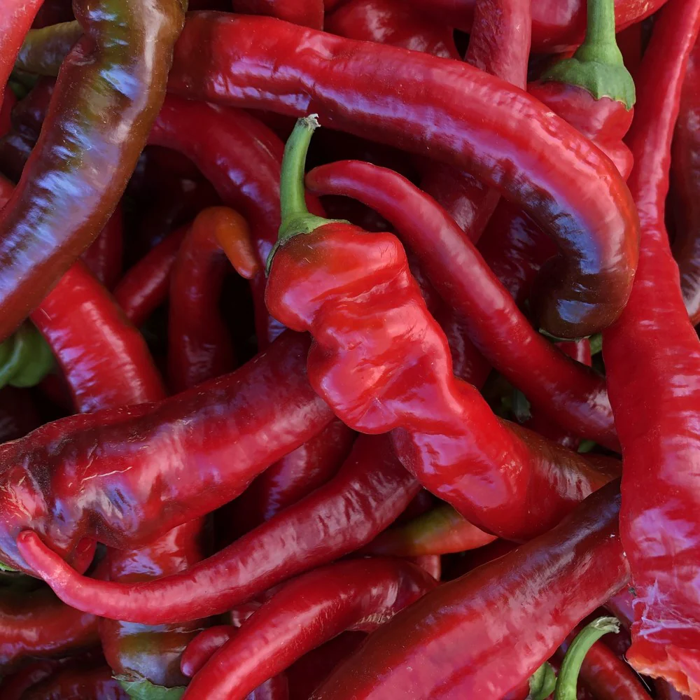 Jimmy Nardello Sweet Pepper Seeds - Image 4
