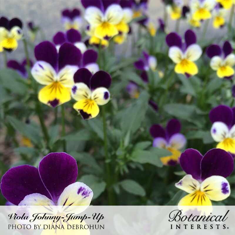 Johnny-Jump-Up Viola Seeds - Image 4