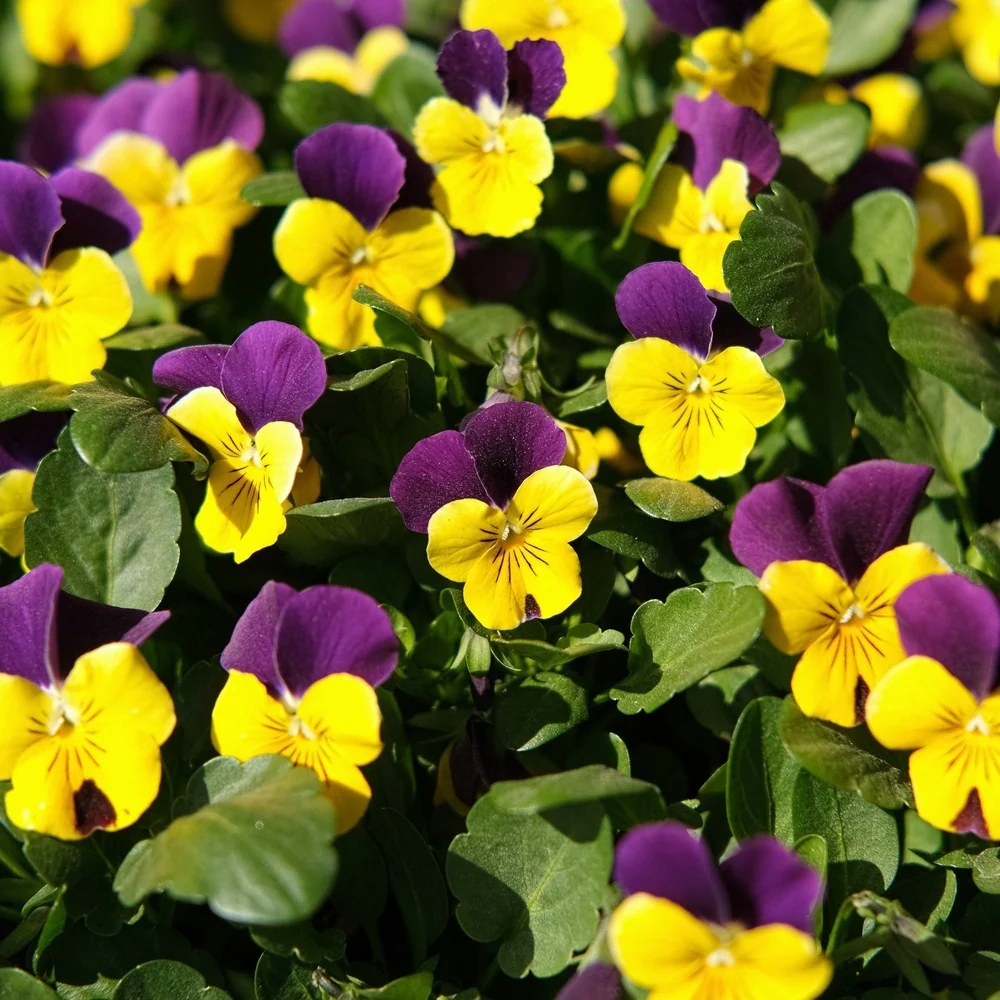 Johnny-Jump-Up Viola Seeds - Image 5