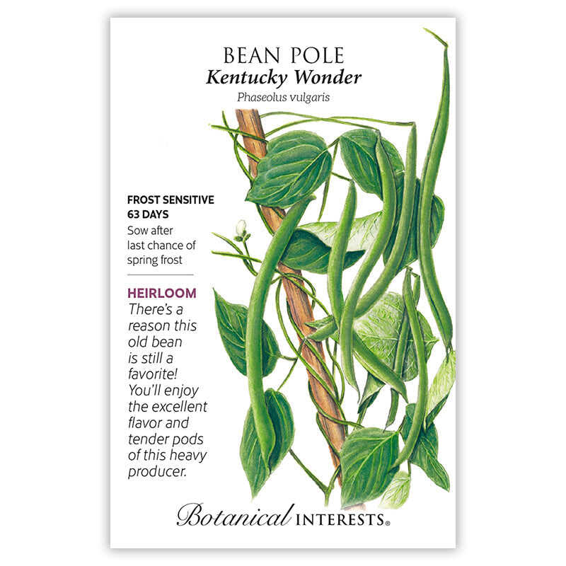 Kentucky Wonder Pole Bean Seeds - Image 3