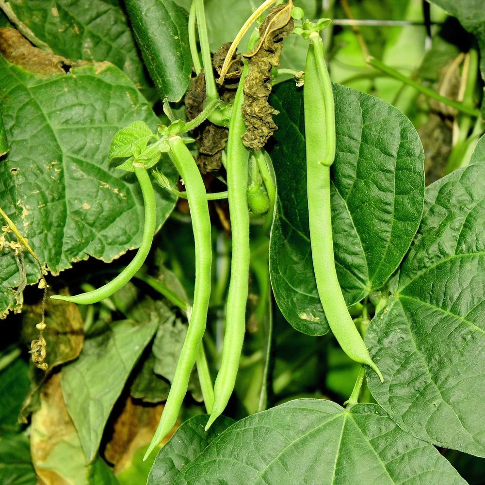 Kentucky Wonder Pole Bean Seeds - Image 4