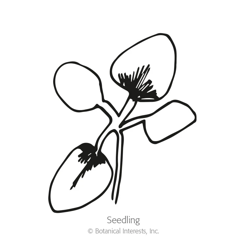 Kew Blue Salpiglossis Seeds - Image 2