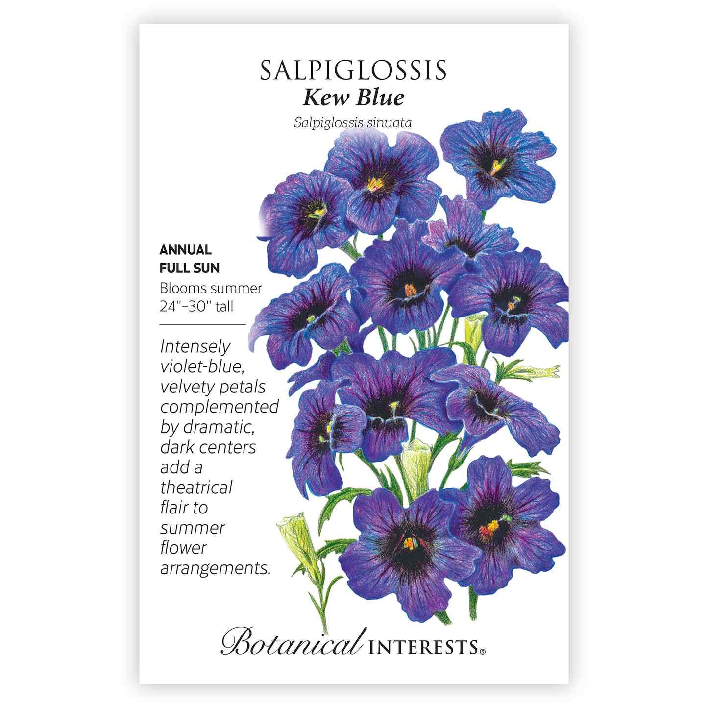 Kew Blue Salpiglossis Seeds - Image 3