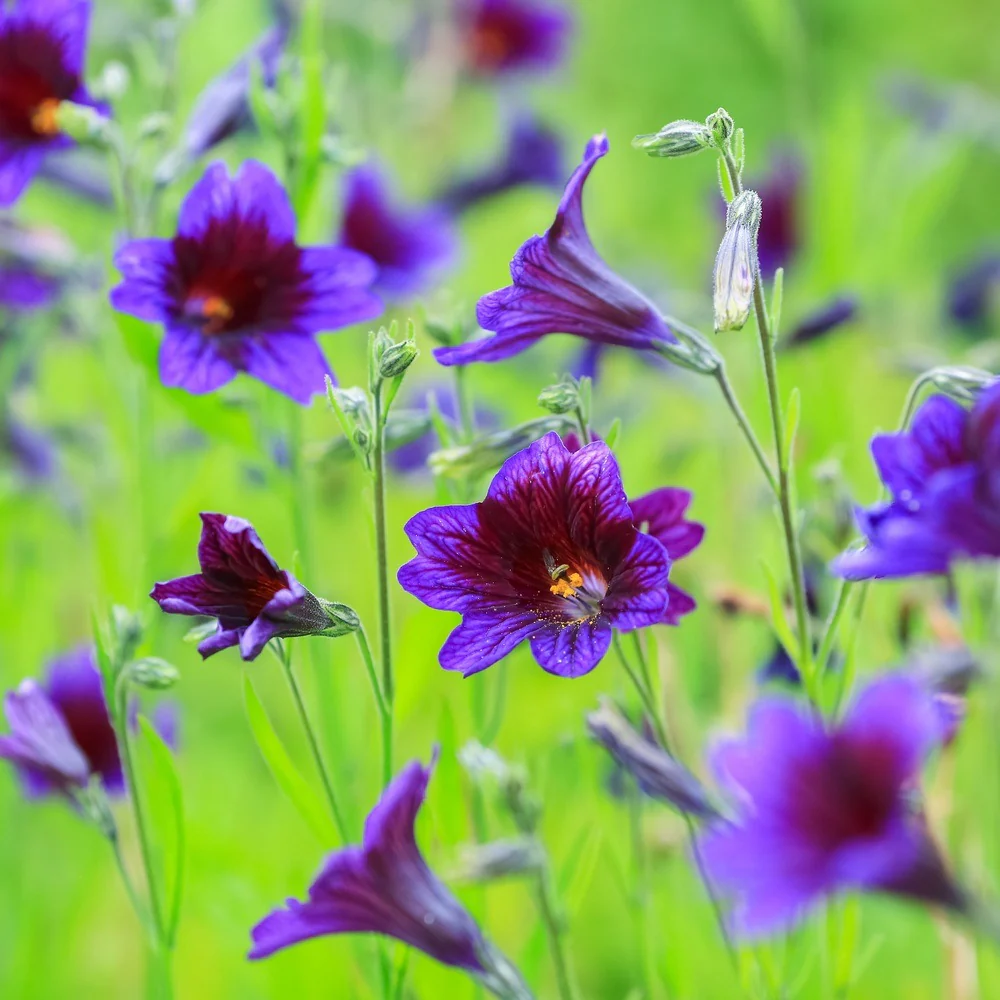 Kew Blue Salpiglossis Seeds - Image 4