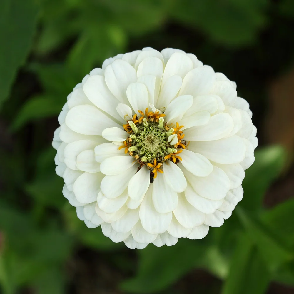 Key Lime Pie Blend Zinnia Seeds - Image 4