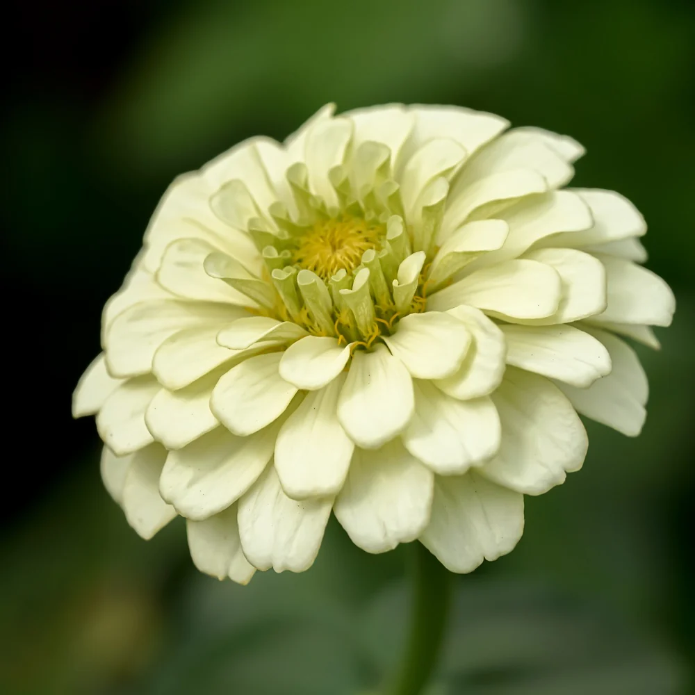 Key Lime Pie Blend Zinnia Seeds - Image 5