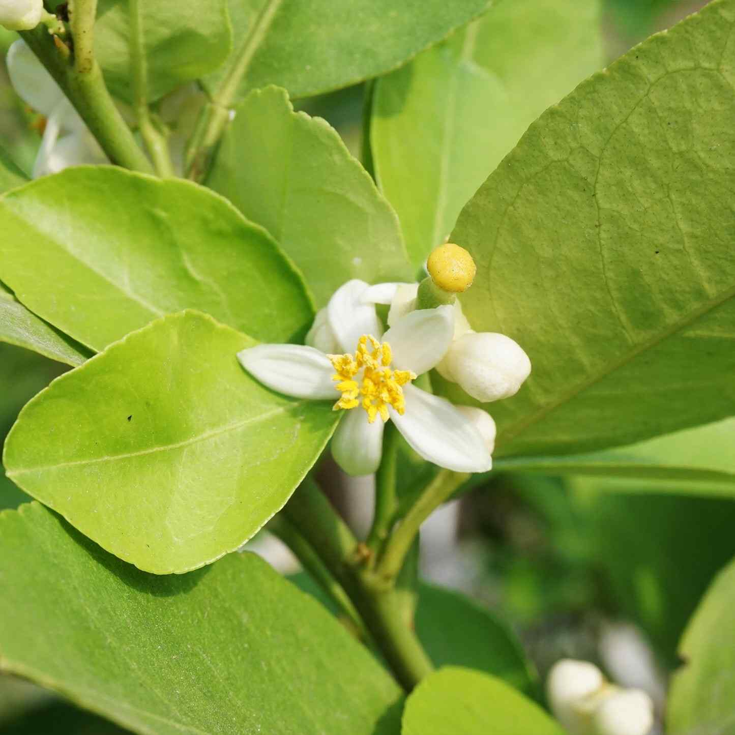 Key Lime Tree - Image 3
