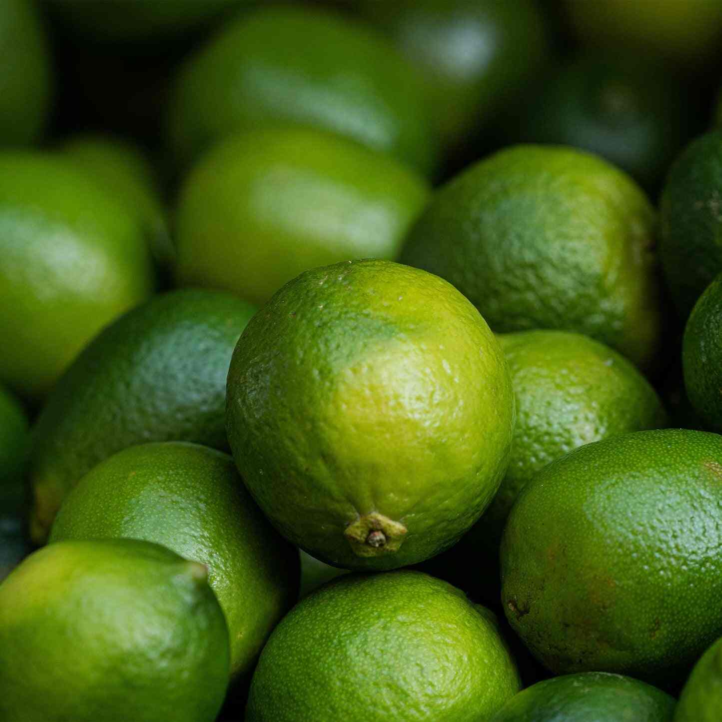 Key Lime Tree - Image 4